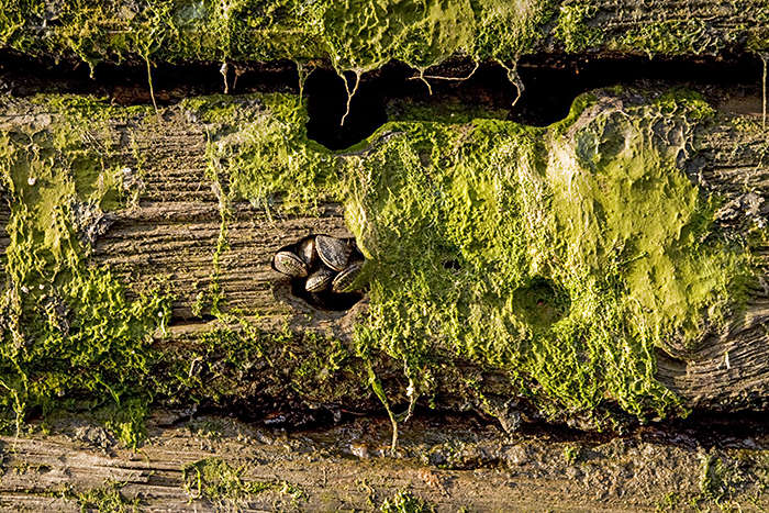 1384-shellfish, once again starting to grow in areas of Gowanus waters.

c 2008 - jpg : Gowanus Canal - Brooklyn, NY : Clayton Price Photographer