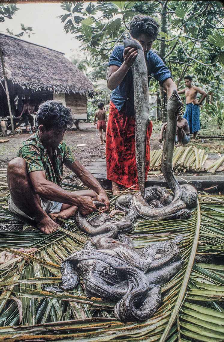 3152-8.jpg
Preparing and gutting the eels. : Kapinga Village : Clayton Price Photographer
