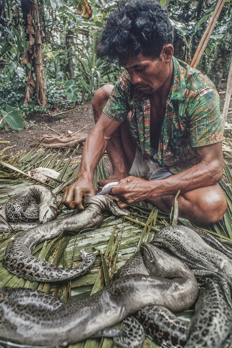 3152-9.jpg
Eel preparation, (cont) : Kapinga Village : Clayton Price Photographer