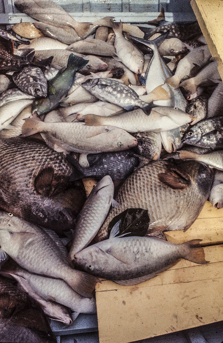 3156-13.jpg
Day's catch. Many are "reef fish" very much part of their diet.  : Kapinga Fish Surround : Clayton Price Photographer