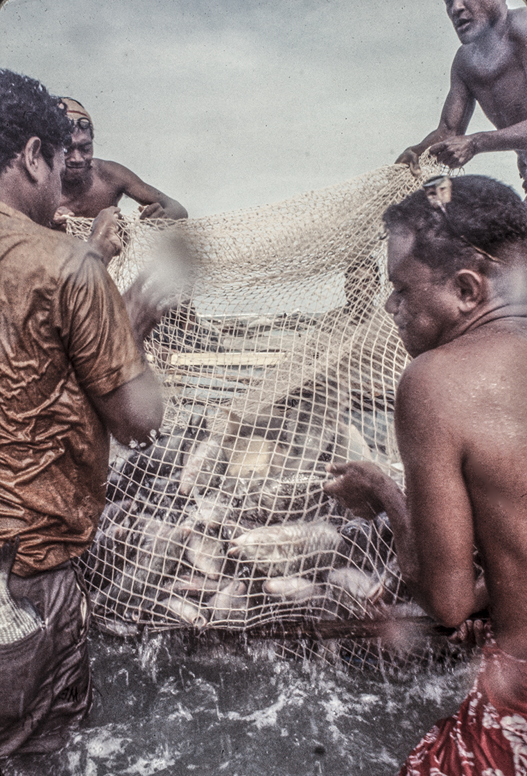 3156-20.jpg
Lifting full net into boat : Kapinga Fish Surround : Clayton Price Photographer