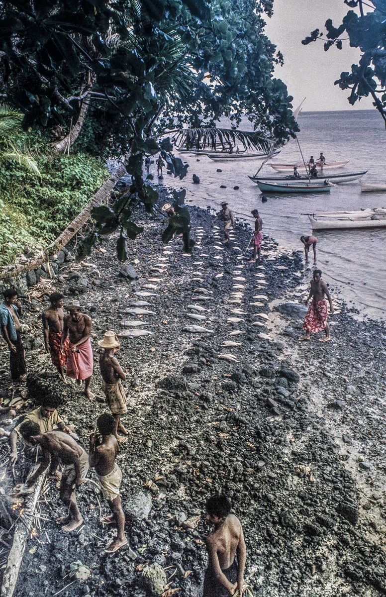 3157-12.jpg
Dividing the catch begins : Kapinga Fish Surround : Clayton Price Photographer