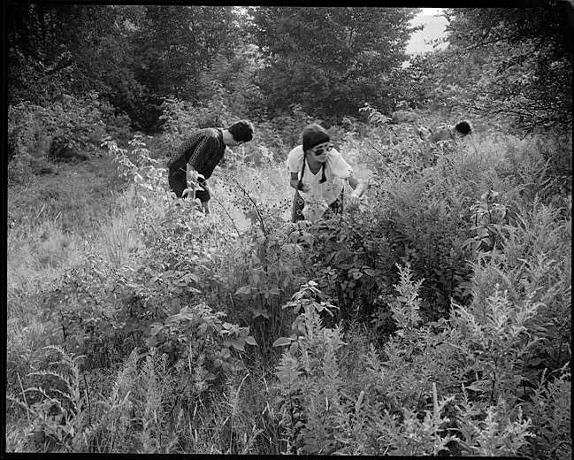 The Berry Pickers : Rural Aspects : Clayton Price Photographer