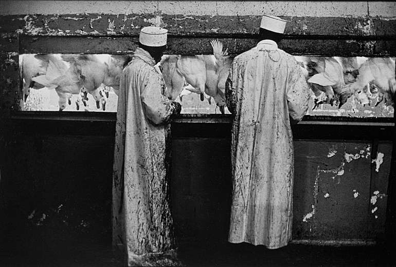 Long Island Duck Industry c 1980 : End of the Machine Age : Clayton Price Photographer