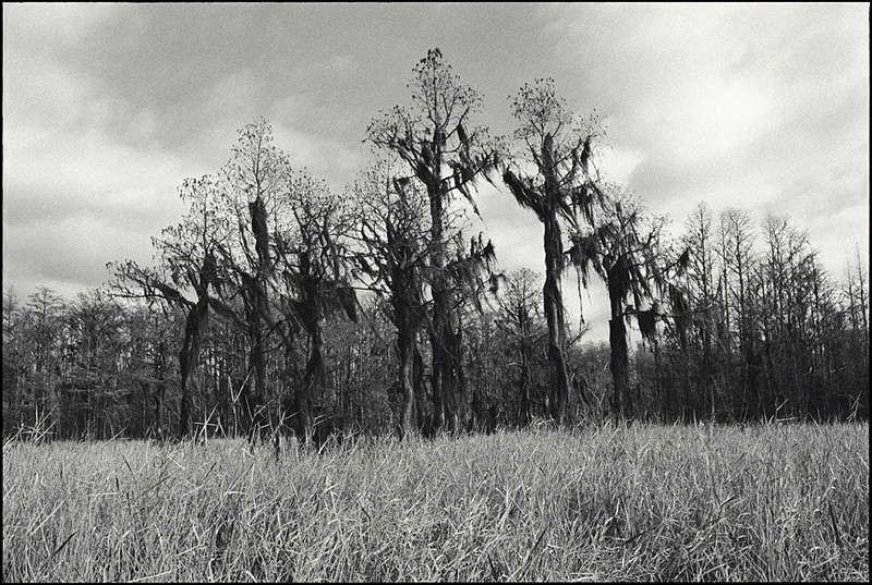 Okeefenokee Swamp,
Georgia : Rural Aspects : Clayton Price Photographer