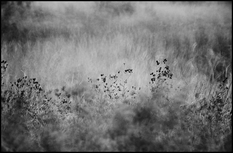 A Maine meadow : Rural Aspects : Clayton Price Photographer