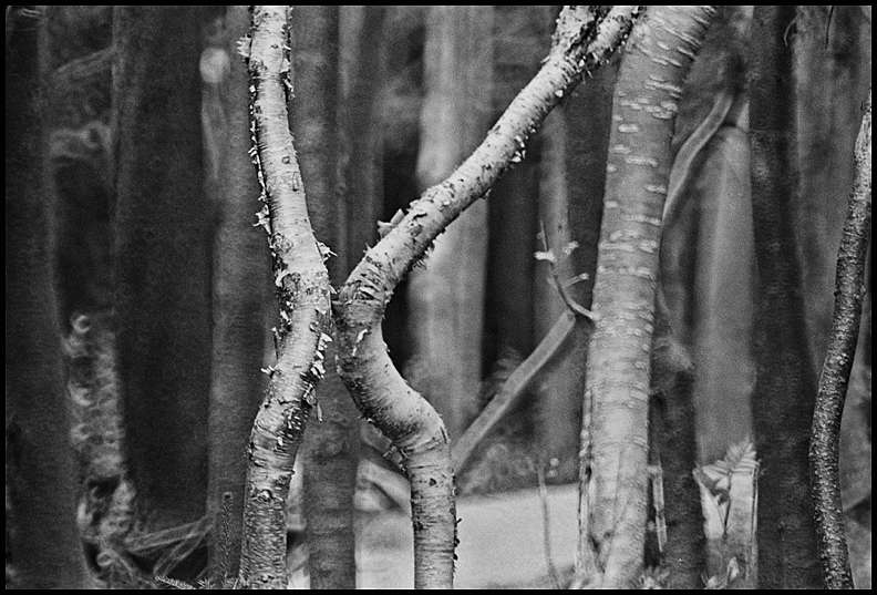 The kissing trees -
Baxter State Park, Maine : Rural Aspects : Clayton Price Photographer