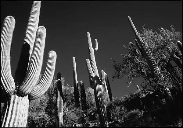 Cave Creek Arizona : Rural Aspects : Clayton Price Photographer