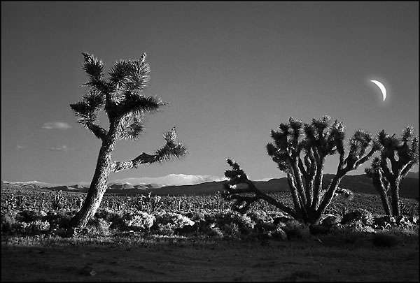 Joshuas - california high dessert : Rural Aspects : Clayton Price Photographer